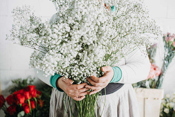 500 BABY'S BREATH SEEDS | 2026 SALE FREE SHIPPING NON GMO HEIRLOOM