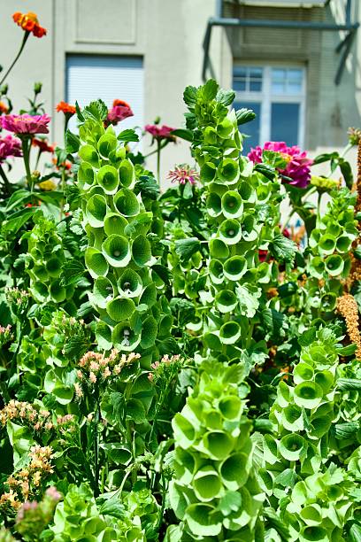 50 BELLS OF IRELAND SEEDS | 2026 SALE FREE SHIPPING NON GMO HEIRLOOM