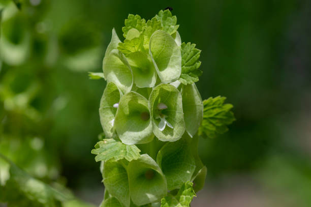 50 BELLS OF IRELAND SEEDS | 2026 SALE FREE SHIPPING NON GMO HEIRLOOM