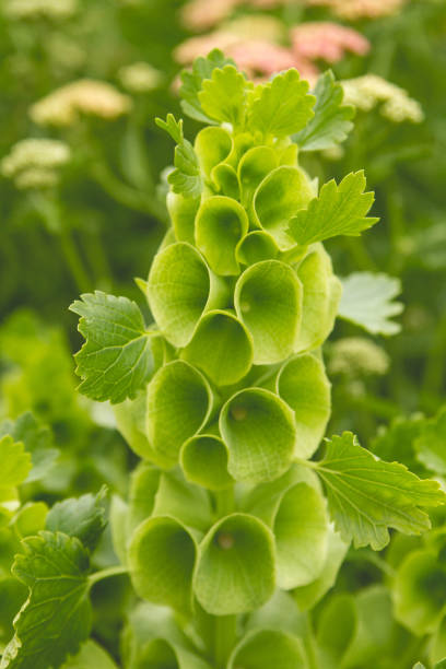 50 BELLS OF IRELAND SEEDS | 2026 SALE FREE SHIPPING NON GMO HEIRLOOM