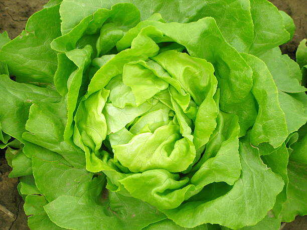 1000 BIBB BUTTERHEAD LETTUCE SEEDS |2026 SALE FREE SHIPPING NON GMO HEIRLOOM