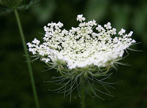 1000 BISHOP'S FLOWER SEEDS | 2026 SALE FREE SHIPPING NON GMO HEIRLOOM