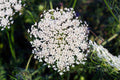 1000 BISHOP'S FLOWER SEEDS | 2026 SALE FREE SHIPPING NON GMO HEIRLOOM