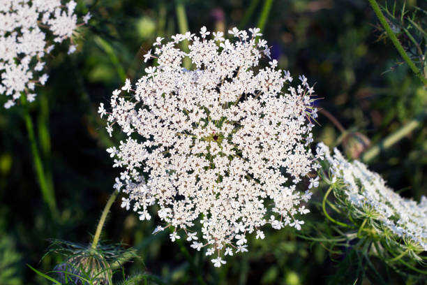 1000 BISHOP'S FLOWER SEEDS | 2026 SALE FREE SHIPPING NON GMO HEIRLOOM