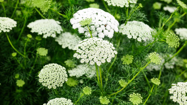 1000 BISHOP'S FLOWER SEEDS | 2026 SALE FREE SHIPPING NON GMO HEIRLOOM