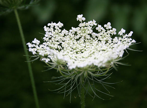 1000 BISHOP'S FLOWER SEEDS | 2026 SALE FREE SHIPPING NON GMO HEIRLOOM