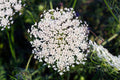 1000 BISHOP'S FLOWER SEEDS | 2026 SALE FREE SHIPPING NON GMO HEIRLOOM