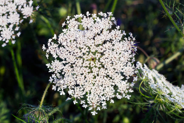 1000 BISHOP'S FLOWER SEEDS | 2026 SALE FREE SHIPPING NON GMO HEIRLOOM