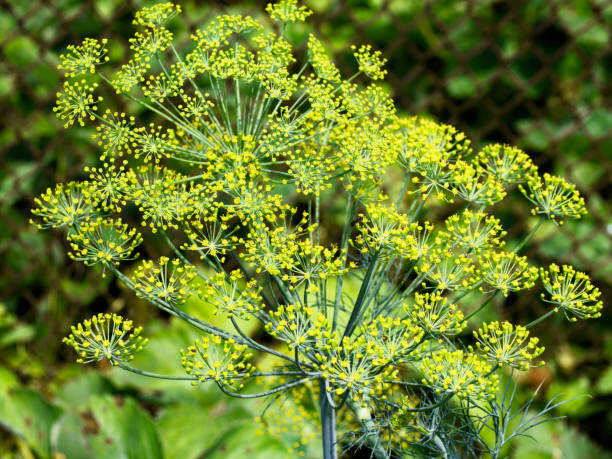 250 BOUQUET DILL SEEDS | SALE FREE SHIPPING NON GMO