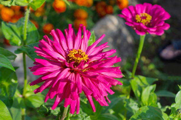 100 CACTUS FLOWERED ZINNIA MIX SEEDS | SALE FREE SHIPPING NON GMO HEIRLOOM 2026