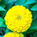 100 CANARY BIRD ZINNIA SEEDS | SALE FREE SHIPPING NON GMO HEIRLOOM