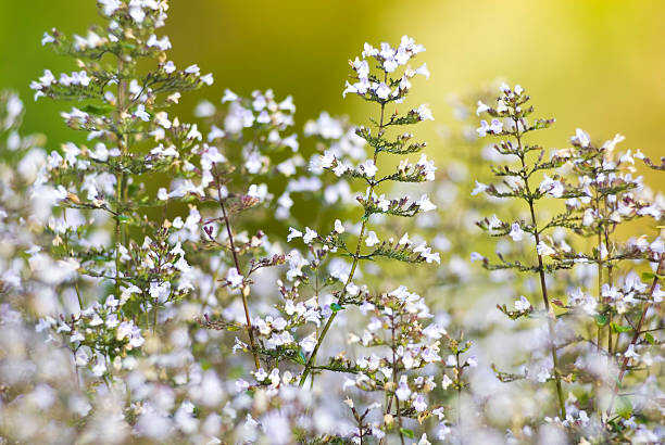 700 CATNIP SEEDS | 2026 SALE FREE SHIPPING NON GMO