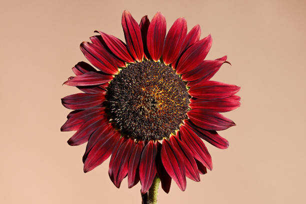 50 CHOCOLATE CHERRY SUNFLOWER SEEDS| SALE FREE SHIPPING HEIRLOOM NON GMO
