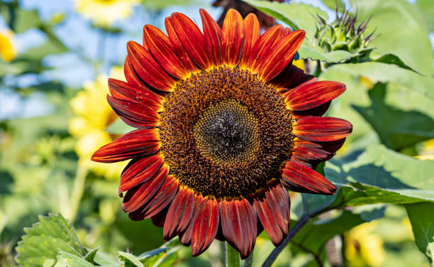 50 CHOCOLATE CHERRY SUNFLOWER SEEDS| SALE FREE SHIPPING HEIRLOOM NON GMO