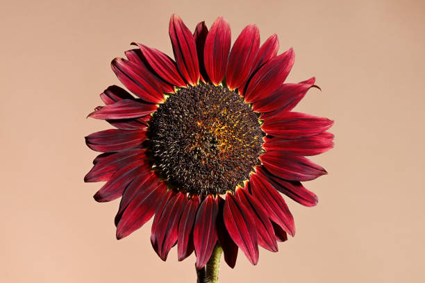 50 CHOCOLATE CHERRY SUNFLOWER SEEDS| SALE FREE SHIPPING HEIRLOOM NON GMO