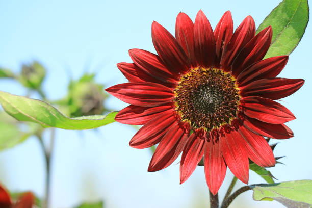 50 CHOCOLATE CHERRY SUNFLOWER SEEDS| SALE FREE SHIPPING HEIRLOOM NON GMO