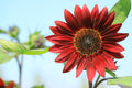 50 CHOCOLATE CHERRY SUNFLOWER SEEDS| SALE FREE SHIPPING HEIRLOOM NON GMO