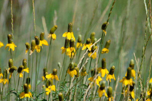 450 CLASPING CONEFLOWER SEEDS | 2026 SALE FREE SHIPPING NON GMO HEIRLOOM