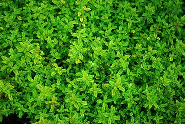 500 COMMON THYME SEEDS | SALE FREE SHIPPING NON GMO HEIRLOOM
