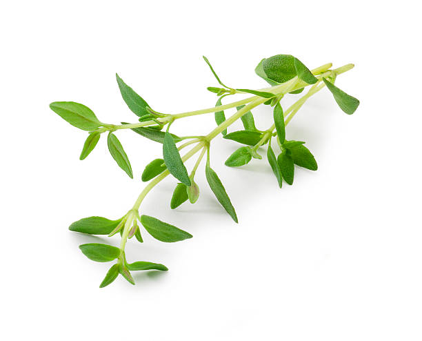 500 COMMON THYME SEEDS | SALE FREE SHIPPING NON GMO HEIRLOOM