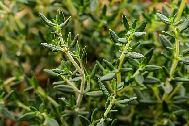 500 COMMON THYME SEEDS | SALE FREE SHIPPING NON GMO HEIRLOOM