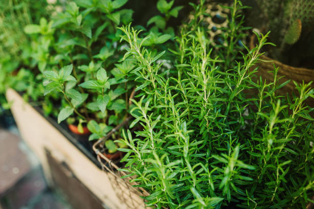 500 COMMON THYME SEEDS | SALE FREE SHIPPING NON GMO HEIRLOOM
