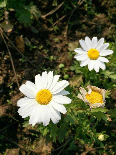 125 CREEPING DAISY SEEDS | 2026 SALE FREE SHIPPING NON GMO HEIRLOOM