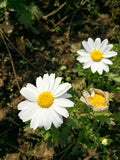 125 CREEPING DAISY SEEDS | 2026 SALE FREE SHIPPING NON GMO HEIRLOOM