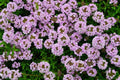 500 CREEPING THYME SEEDS | SALE FREE SHIPPING NON GMO HEIRLOOM