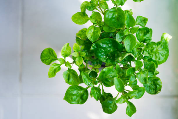 1000 CURLED CRESS SEEDS | 2026 SALE FREE SHIPPING NON GMO HEIRLOOM