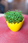 1000 CURLED CRESS SEEDS | 2026 SALE FREE SHIPPING NON GMO HEIRLOOM