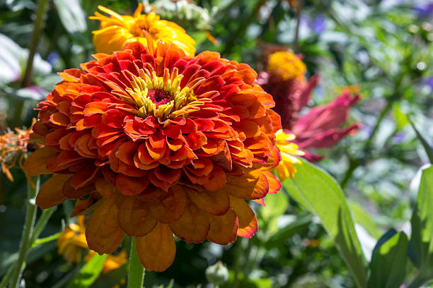 100 DAHLIA FLOWERED ZINNIA SEED MIX | 2026 SALE FREE SHIPPING NON GMO HEIRLOOM