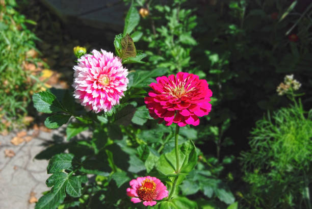 100 DAHLIA FLOWERED ZINNIA SEED MIX | 2026 SALE FREE SHIPPING NON GMO HEIRLOOM