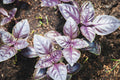 200 DARK OPAL PURPLE BASIL SEEDS | SALE FREE SHIPPING NON GMO