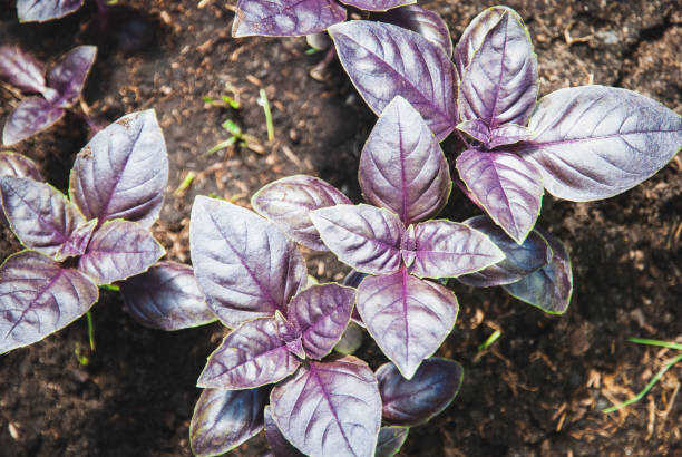 200 DARK OPAL PURPLE BASIL SEEDS | SALE FREE SHIPPING NON GMO