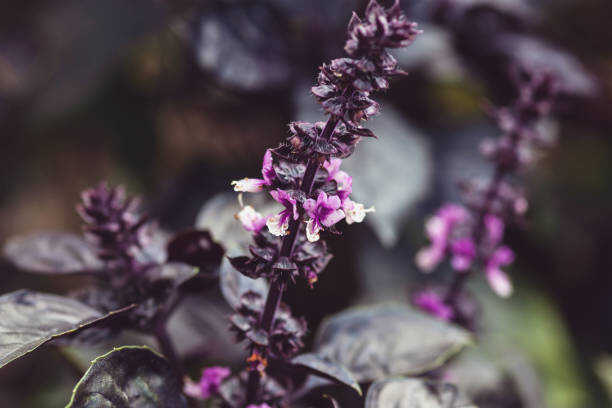 200 DARK OPAL PURPLE BASIL SEEDS | SALE FREE SHIPPING NON GMO
