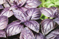 200 DARK OPAL PURPLE BASIL SEEDS | SALE FREE SHIPPING NON GMO