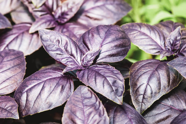 200 DARK OPAL PURPLE BASIL SEEDS | SALE FREE SHIPPING NON GMO
