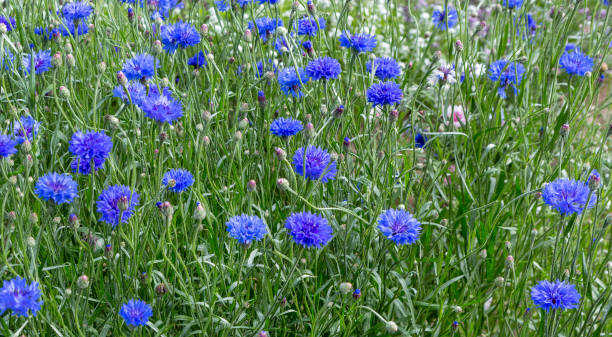 250 DWARF BLUE BACHELOR BUTTTON CORNFLOWER SEEDS | 2026 SALE NON GMO HEIRLOOM