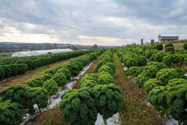 A wide outdoor view of a farm field with rows of trimmed green shrubs or trees, snow along the ground, a greenhouse on the left, and a farmhouse in the distance under a cloudy sky.