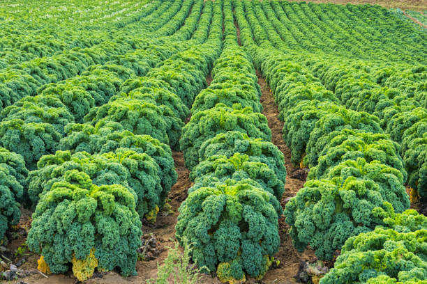 Row of green leafy vegetables in a field