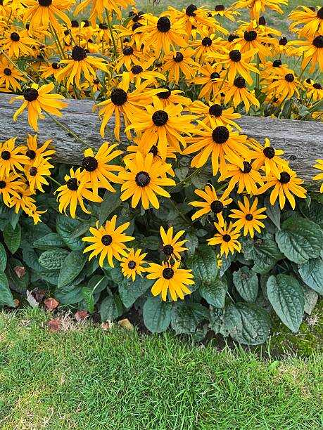 100 DWARF MARMALADE BLACK EYED SUSAN SEEDS | SALE FREE SHIPPING NON GMO HEIRLOOM