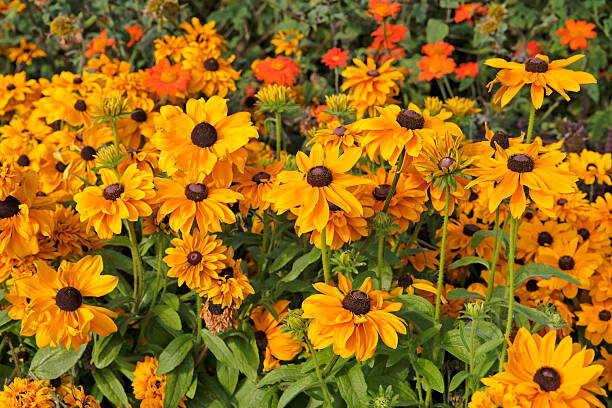 100 DWARF MARMALADE BLACK EYED SUSAN SEEDS | SALE FREE SHIPPING NON GMO HEIRLOOM