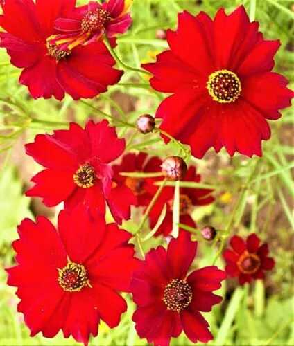 1000 DWARF RED PLAINS COREOPSIS SEEDS | 2026 SALE FREE SHIPPING NON GMO HEIRLOOM