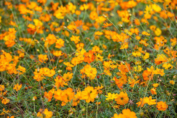 A dense field of bright orange cosmos flowers with green stems and foliage, photographed in soft natural light.
