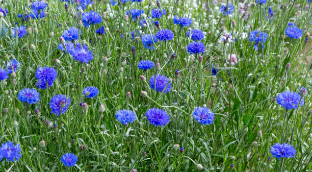 250 DWARF BLUE BACHELOR BUTTTON CORNFLOWER SEEDS | 2026 SALE NON GMO HEIRLOOM