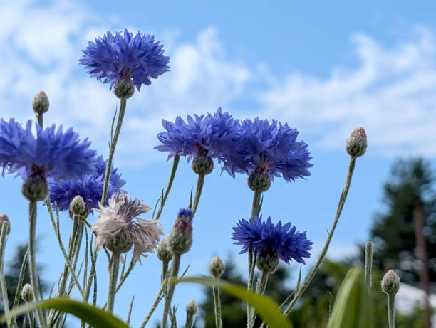 250 DWARF BLUE BACHELOR BUTTTON CORNFLOWER SEEDS | 2026 SALE NON GMO HEIRLOOM