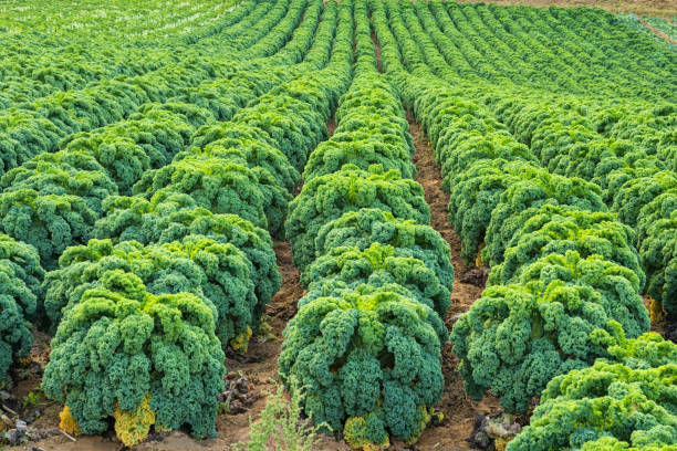 500 DWARF BLUE CURLED SCOTCH KALE SEEDS | 2026 FREE SHIPPING NON GMO HEIRLOOM