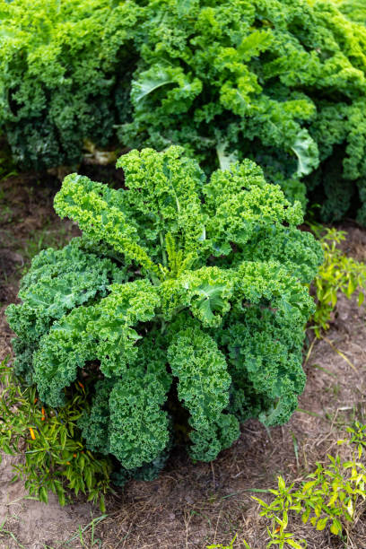 500 DWARF BLUE CURLED SCOTCH KALE SEEDS | 2026 FREE SHIPPING NON GMO HEIRLOOM