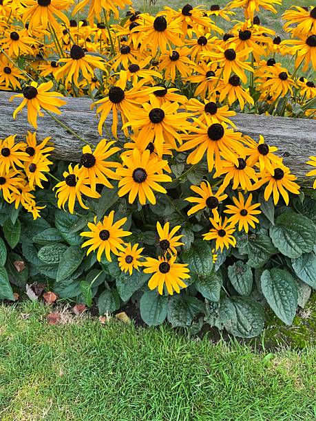 100 DWARF MARMALADE BLACK EYED SUSAN SEEDS | SALE FREE SHIPPING NON GMO HEIRLOOM